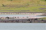 Lesser Flamingoborder=